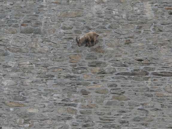 Valle Antrona e stambecchi equilibristi